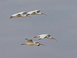 Ibises In Flight_38268